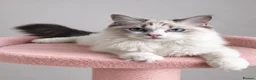 Ragdoll cats for sale: Beautiful TICA Registered Ragdoll Kittens - Advert 18