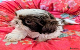Shih Tzu dogs for sale: Shih Tzu Puppies for Sale - Image 2