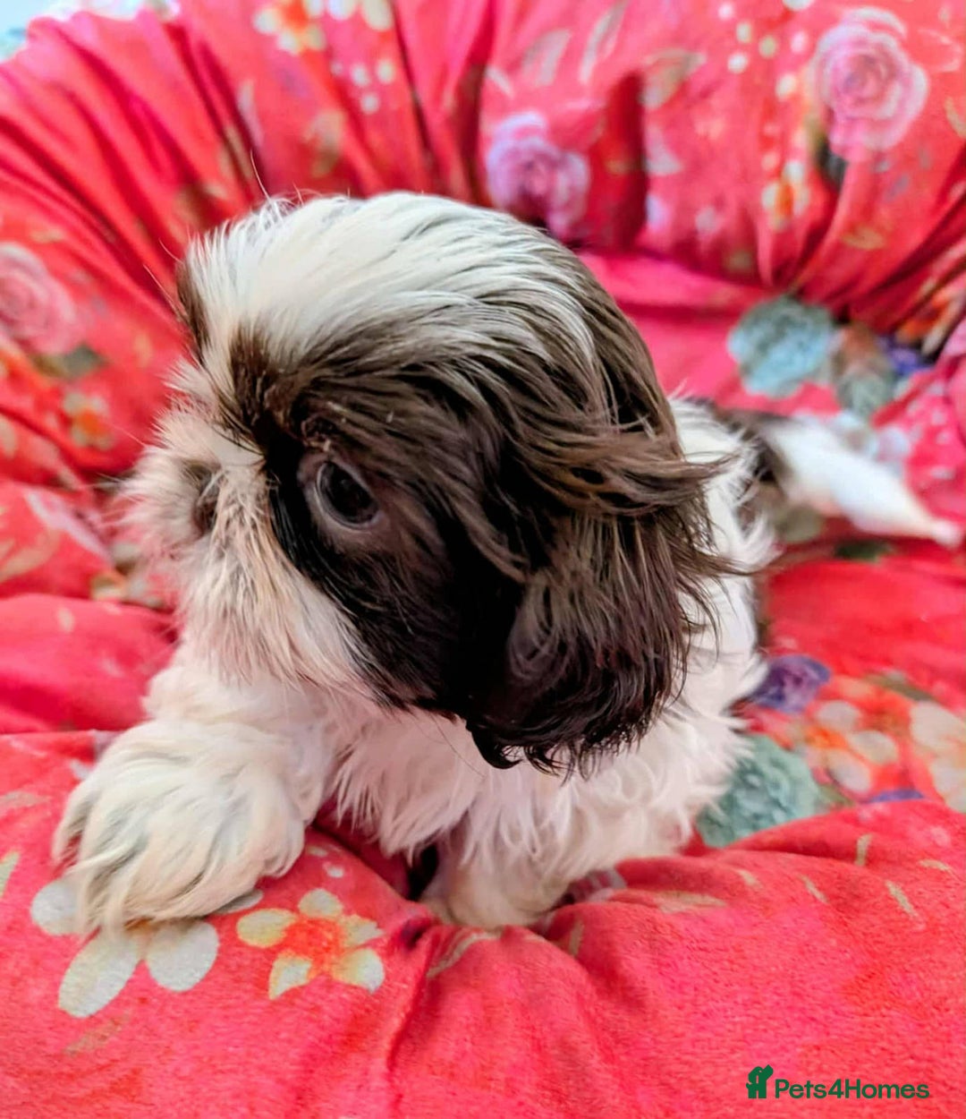Shih Tzu dogs for sale: Shih Tzu Puppies for Sale - Image 2