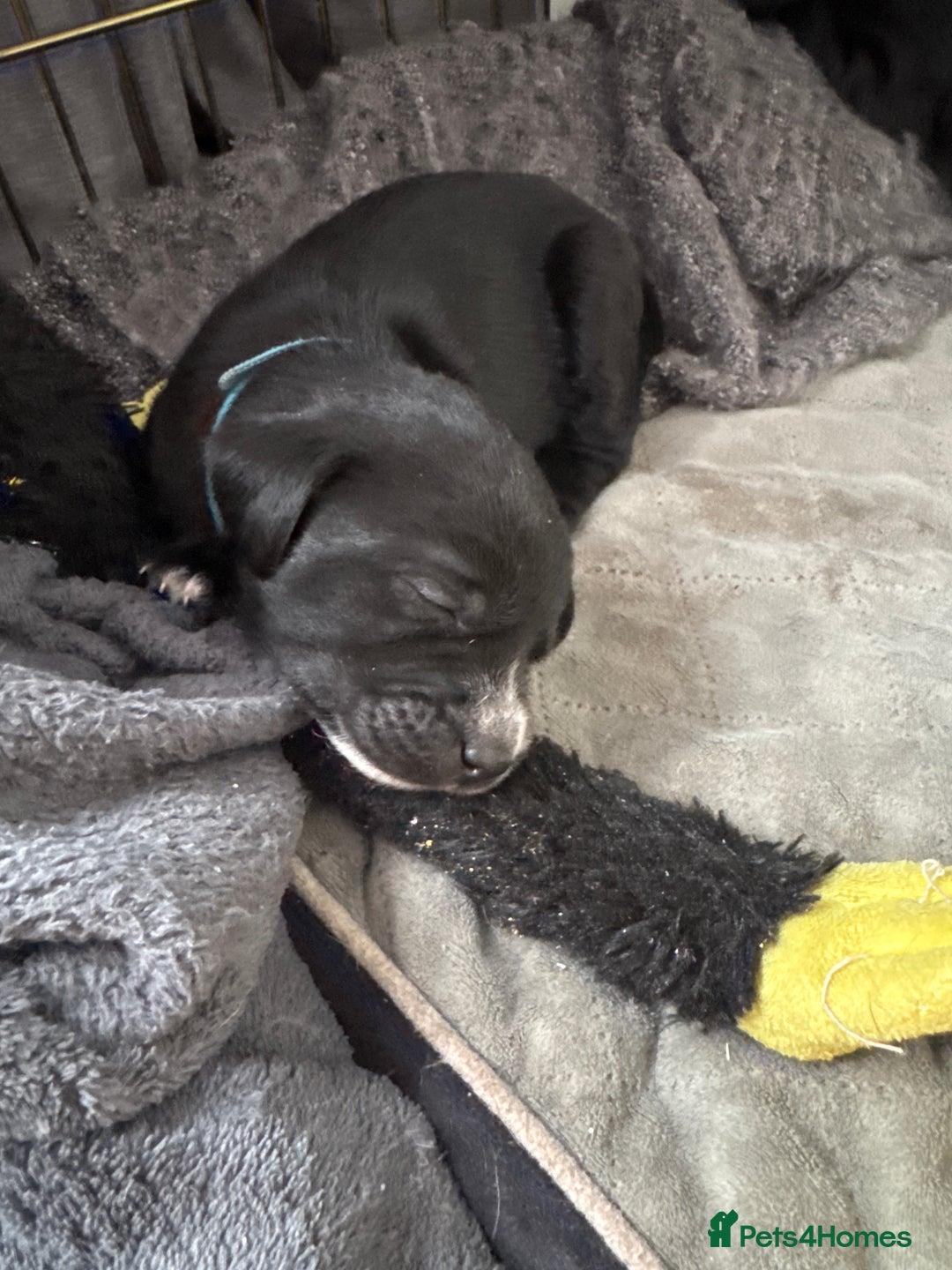 Mixed Breed dogs for sale: Beautiful puppys for sale  - Image 9