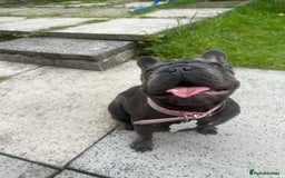 French Bulldog dogs for sale: 11 month old female french bulldog - Image 8