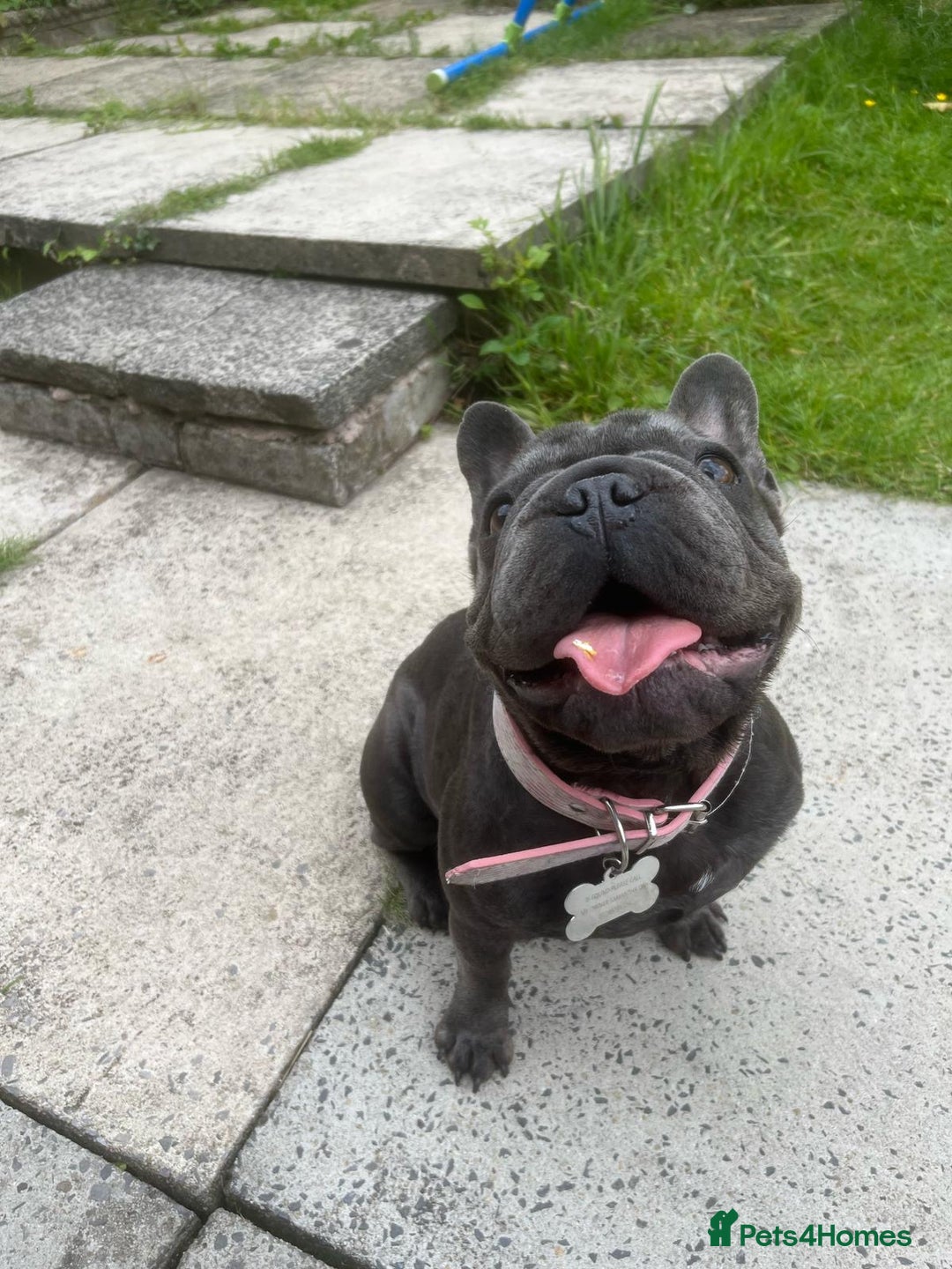 French Bulldog dogs for sale: 11 month old female french bulldog - Image 8