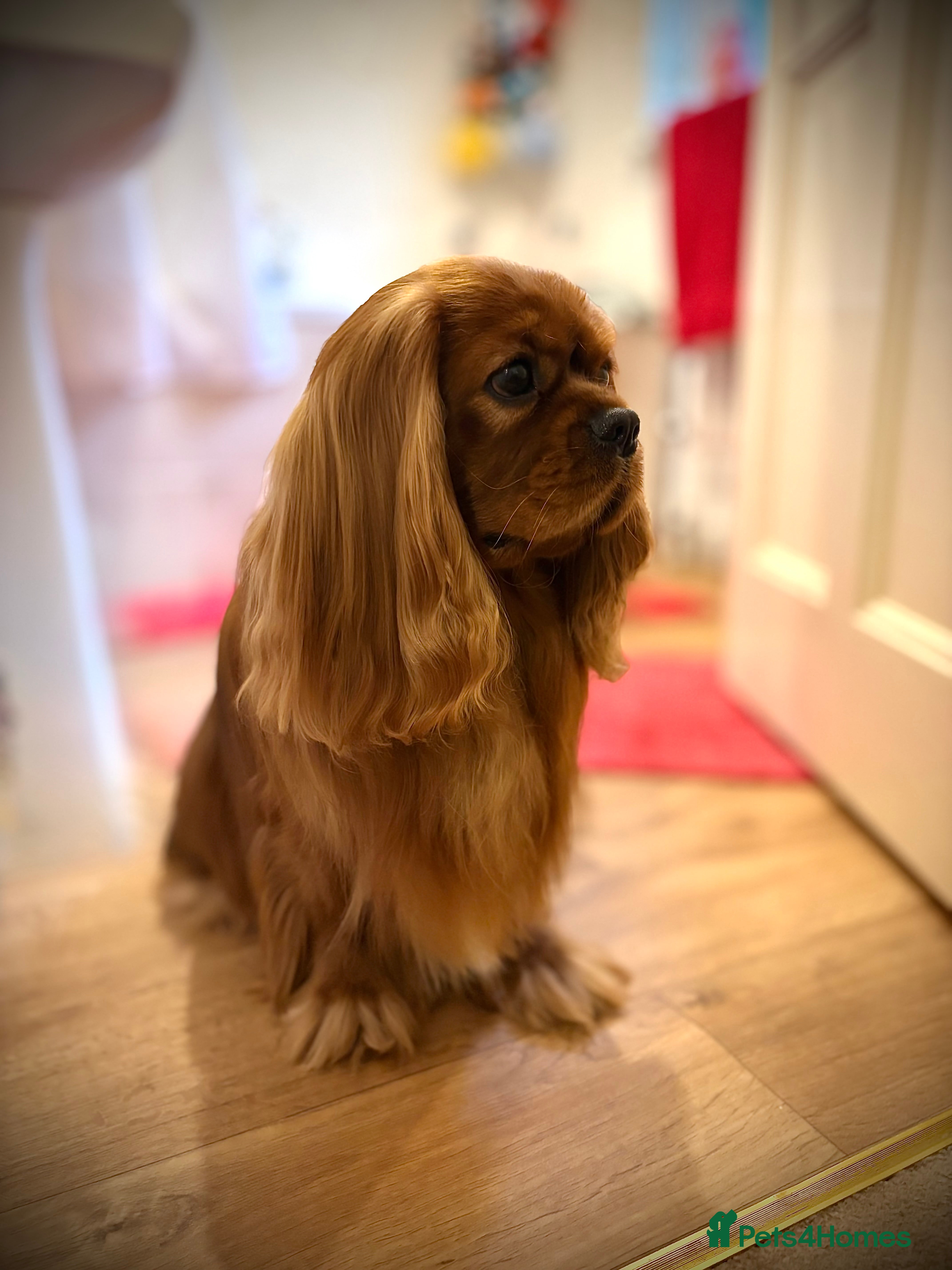 Cavalier King Charles Spaniel dogs KC Reg Health Tested Proven Cavalier King Charles in Salisbury - Advert 1