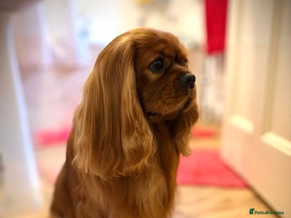 Cavalier King Charles Spaniel dogs KC Reg Health Tested Proven Cavalier King Charles in Salisbury - Advert 1
