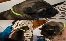 German Shepherd dogs for sale: Beautiful chunky German Shepherd Pups - Image 12