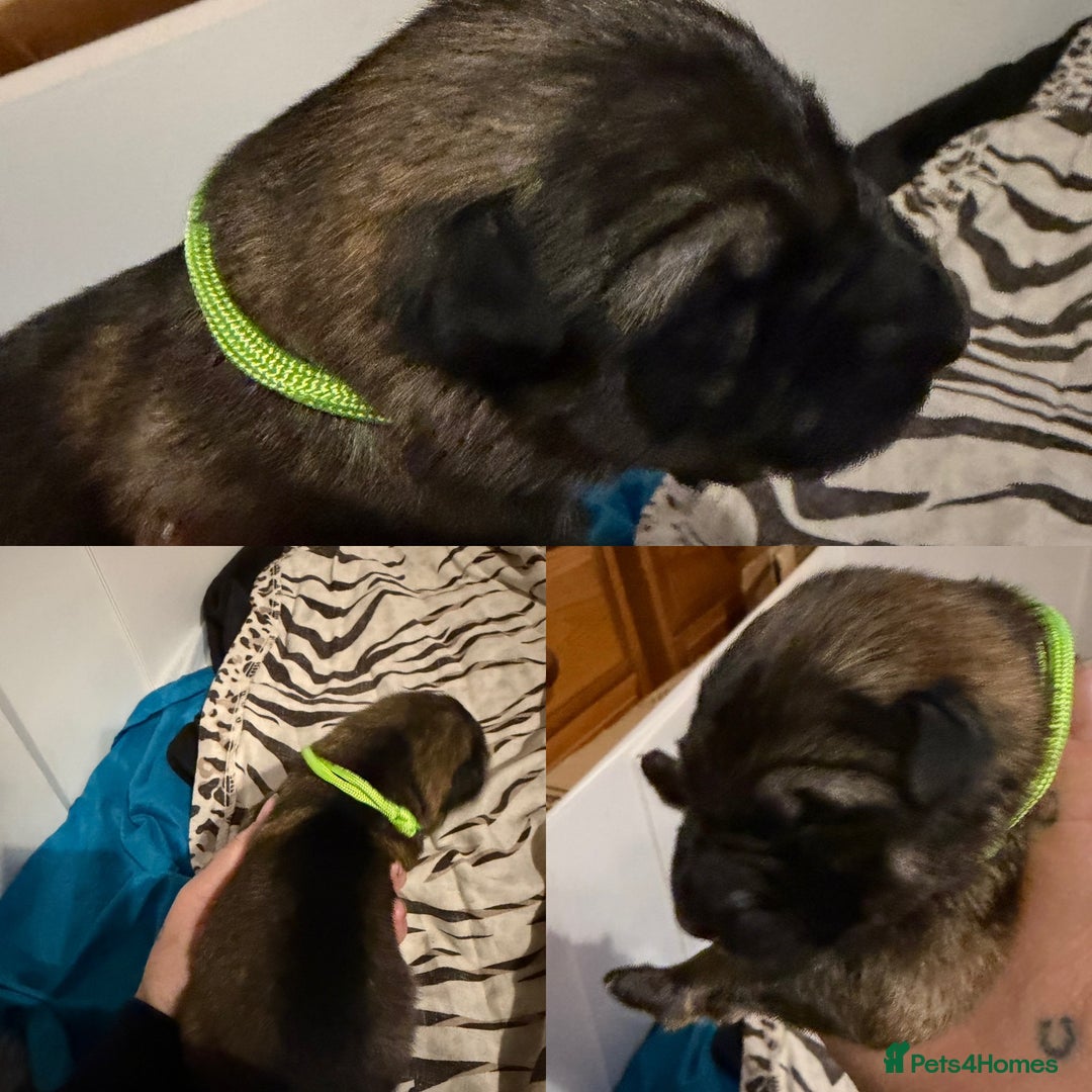 German Shepherd dogs for sale: Beautiful chunky German Shepherd Pups - Image 12