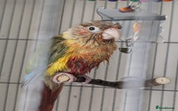 Conures birds for sale: Male conure for sale  - Image 4