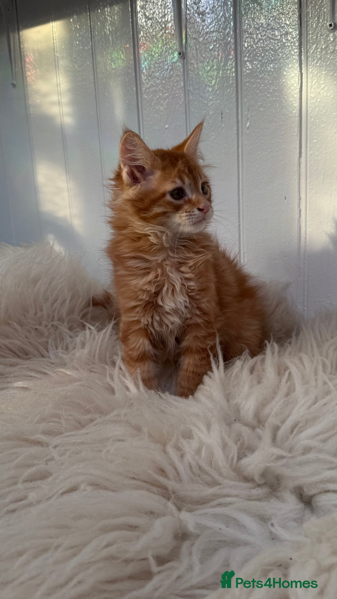 Maine Coon cats for sale: Last Two Gccf Maine Coons Boys Available - Advert 16