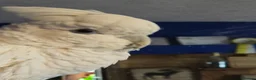 Cockatoo birds for sale: Beautiful male cockatoo  - Advert 1