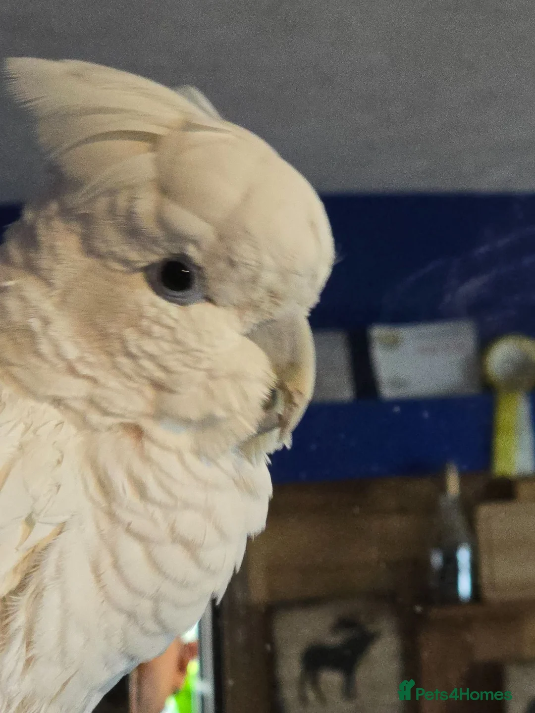 Cockatoo birds for sale: Beautiful male cockatoo  - Advert 1