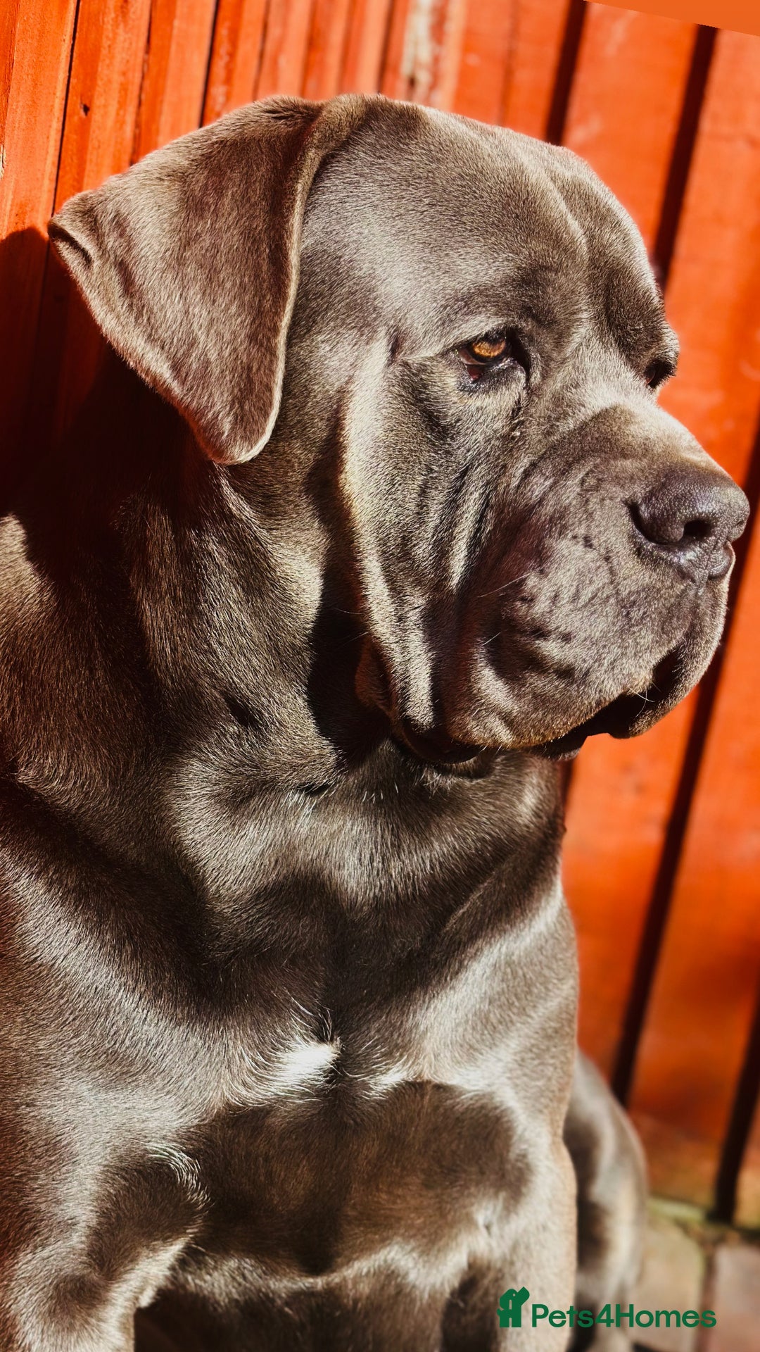 Cane Corso dogs for stud: MAXIMUS - STUD AVAILABLE  - Image 6