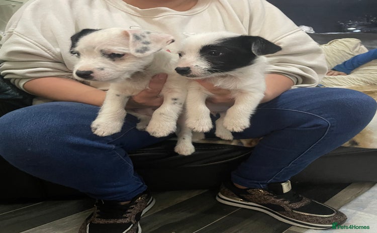 Jack Russell dogs - Advert 3