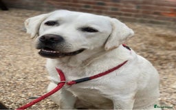 Labrador Retriever dogs for sale: Beautiful KC pure pedigree Labrador puppies - Image 9