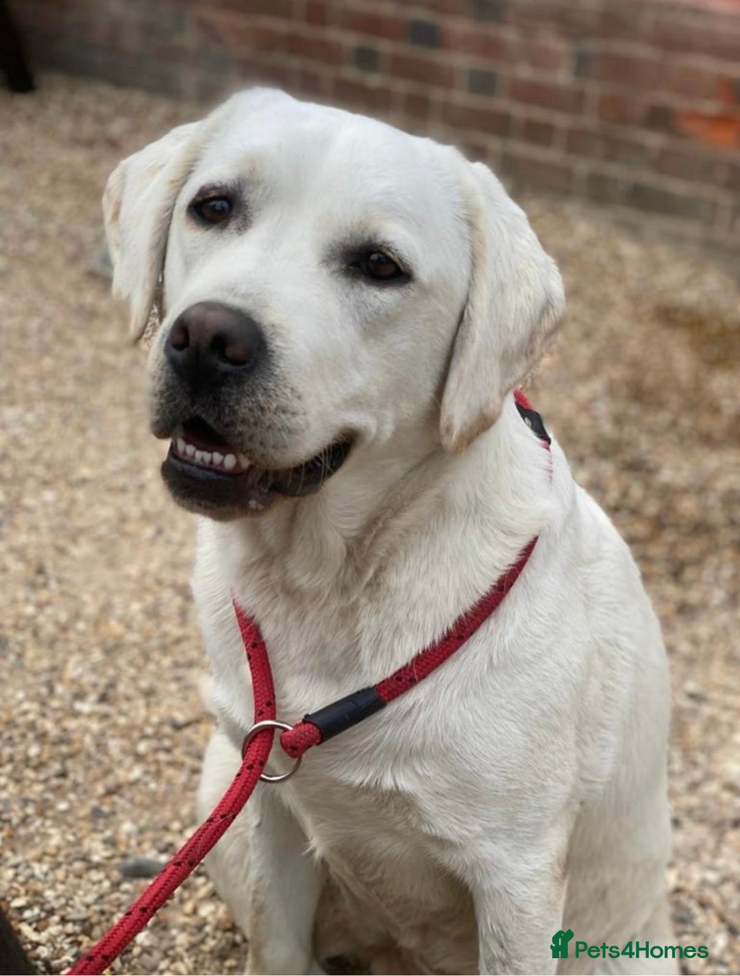 Labrador Retriever dogs for sale: Beautiful KC pure pedigree Labrador puppies - Image 9