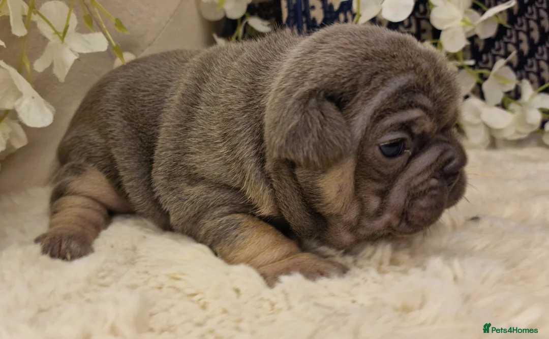 French Bulldog dogs for sale: 💥👀 NEW SHADE ISABELLA, MERLE TRI LILAC   - Advert 8