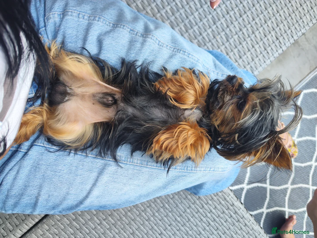 Yorkshire Terrier dogs for stud:  **  Yorkshire terrier for stud  - Advert 4