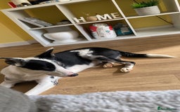 Border Collie dogs for sale: Beautiful female border collie  - Image 4