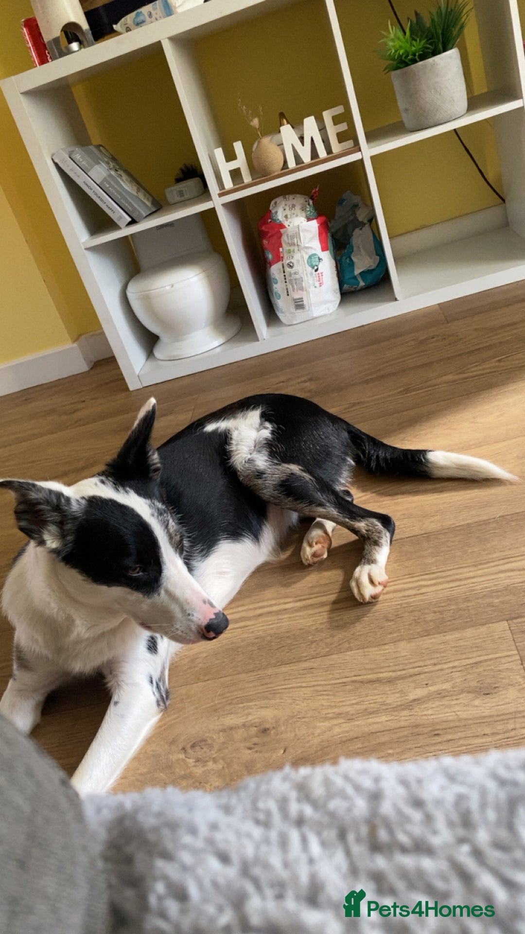 Border Collie dogs for sale: Beautiful female border collie  - Image 4