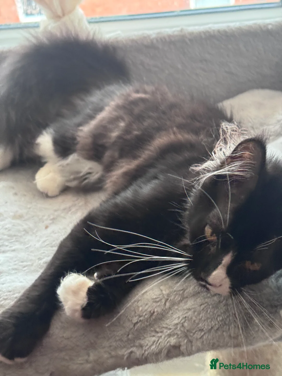 Maine Coon cats for sale: Maine Coon kitten with GCCF pedigree for sale - Advert 3