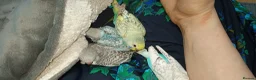 Budgerigars birds for sale: Baby budgies for sale - Advert 1
