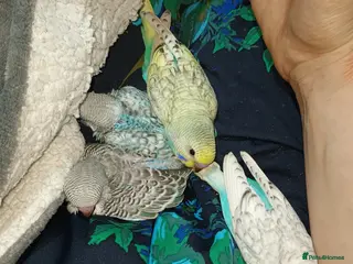 Budgerigars birds Baby budgies for sale - Advert 15