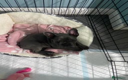 French Bulldog dogs for sale: French bulldog pup girl BLUE 13 weeks old - Image 25