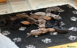 Great Dane dogs for sale: Stunning puppies, health tested KC parents. - Image 2