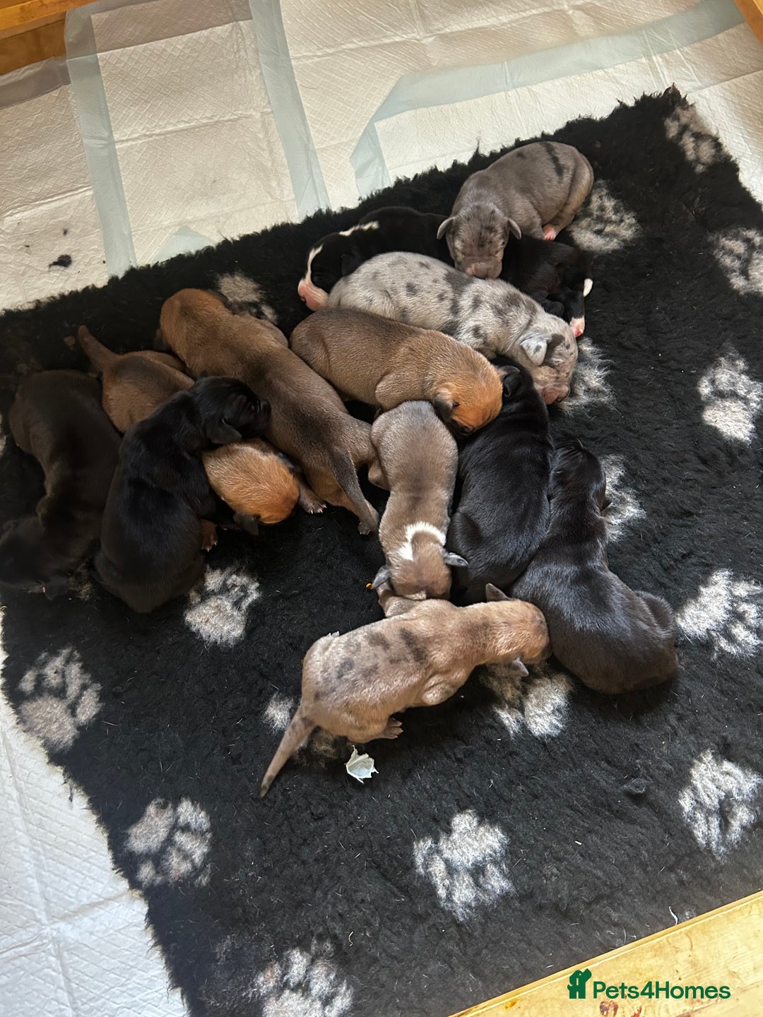 Great Dane dogs for sale: Stunning puppies, health tested KC parents. - Image 2