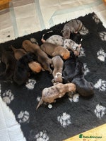 Great Dane dogs - Advert 2