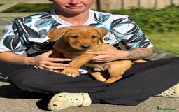 Labrador Retriever dogs for sale: Fox Red /  Mahogany Labradors  - Image 11