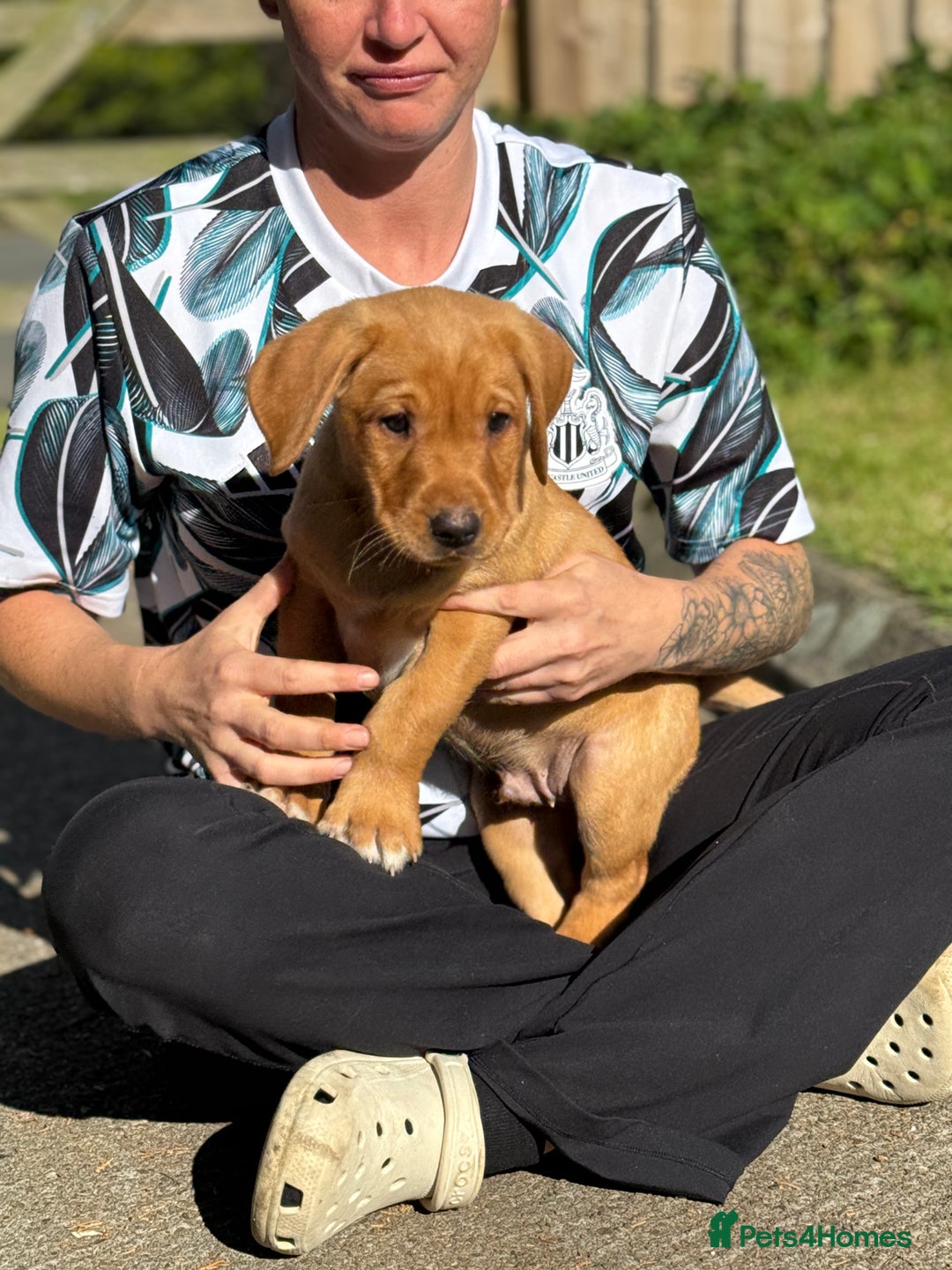 Labrador Retriever dogs for sale: Fox Red /  Mahogany Labradors  - Image 11