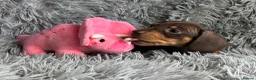 Miniature Dachshund dogs for sale: KC reg, PRA Clear Beautiful Natured Pups - Advert 25