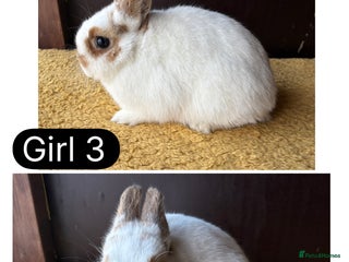 Netherland Dwarf rabbits - Advert 36