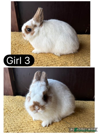 Netherland Dwarf rabbits - Advert 1