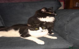 Mixed Breed cats for sale: 2 bothers. - Image 1