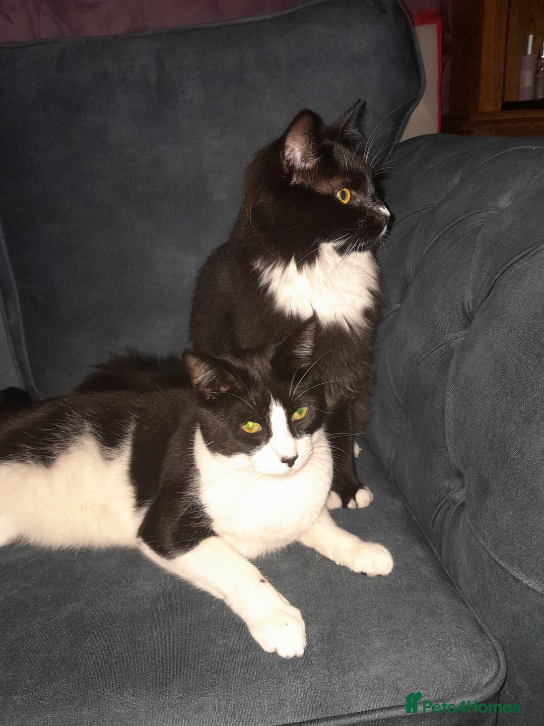 Mixed Breed cats for sale: 2 bothers. - Image 1