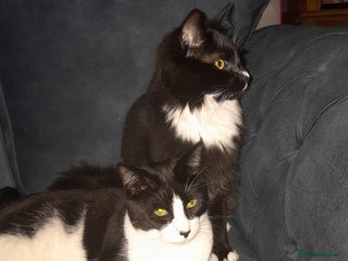 Mixed Breed cats - Advert 24