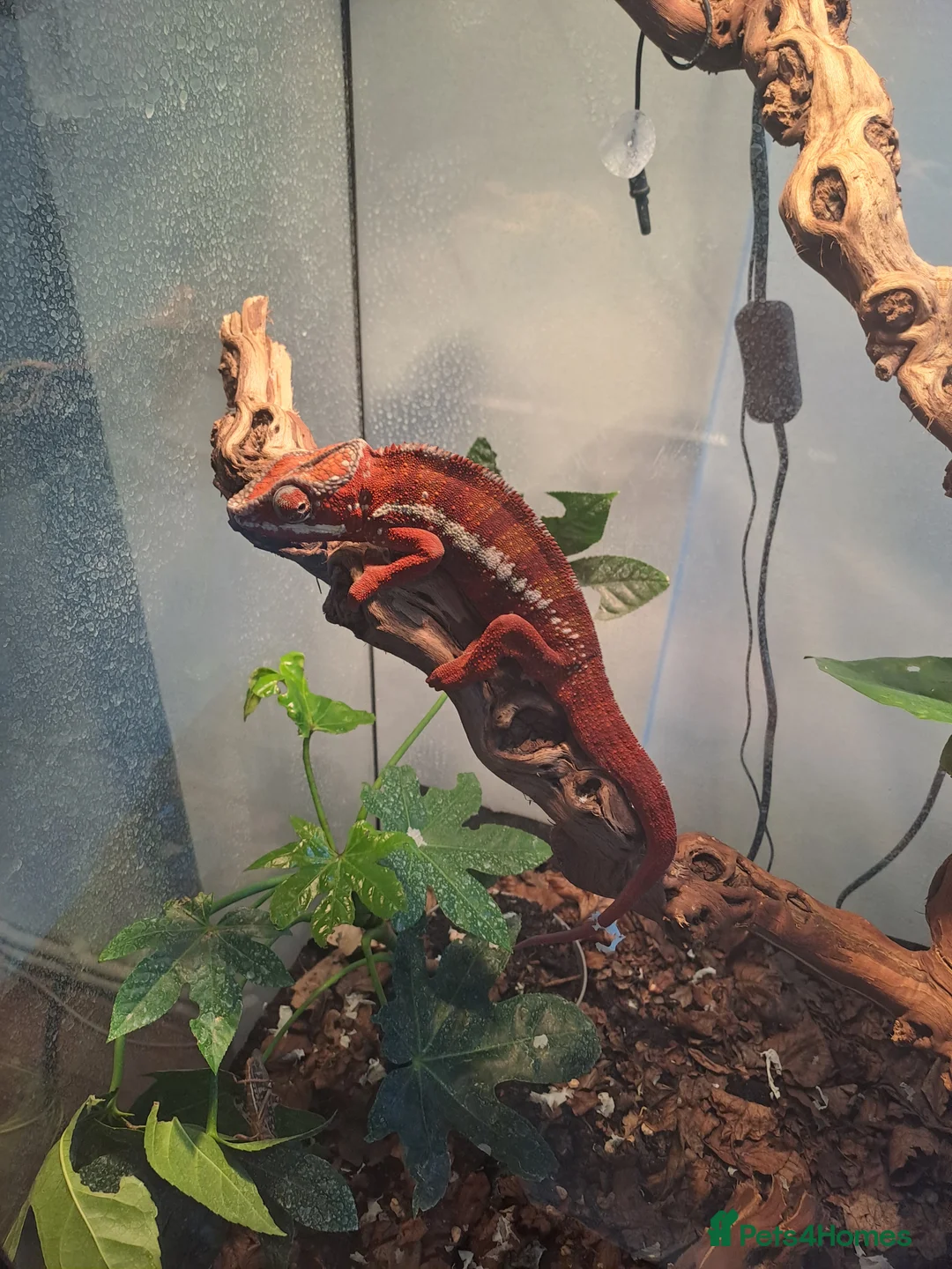 Chameleon reptiles for sale: Pantha chamelian  - Advert 2