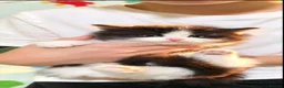 Mixed Breed cats for sale: Lovely kittens - Advert 16