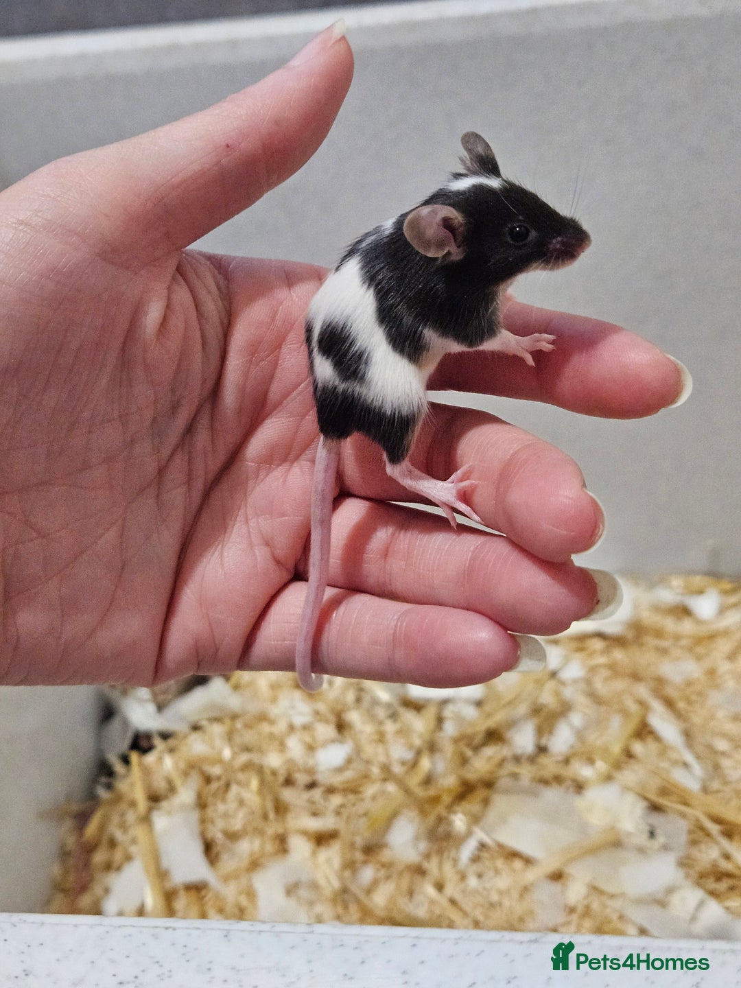 Mouse rodents for sale: Female fancy mice  - Image 11
