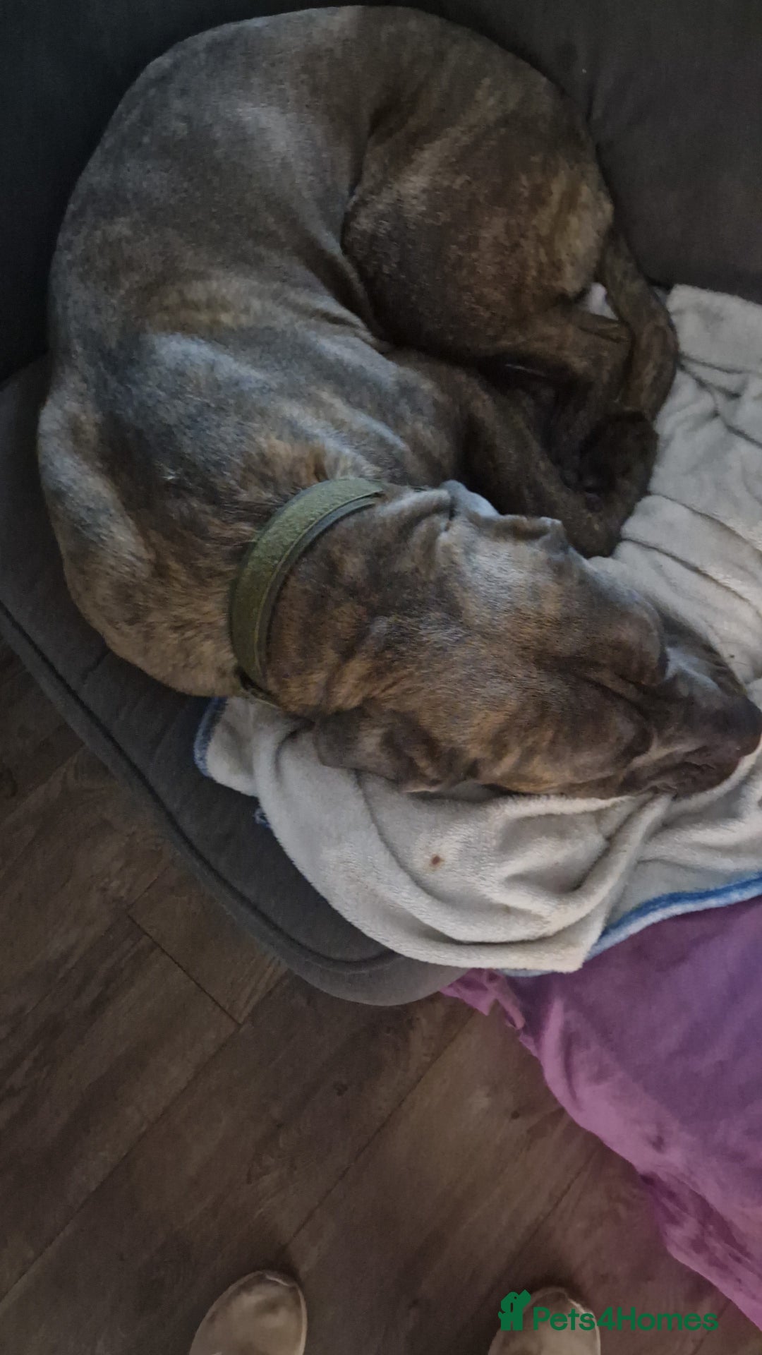 Cane Corso dogs for sale: Bailey  - Advert 1