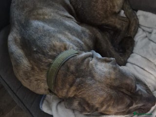 Cane Corso dogs Bailey - Advert 1