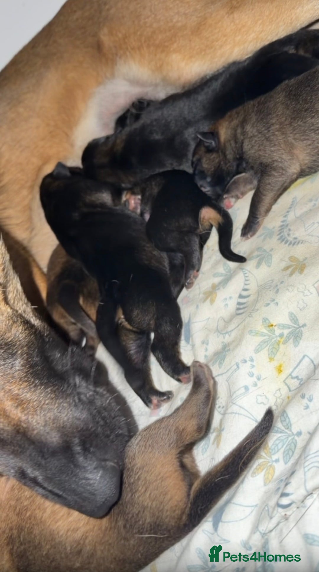 Belgian Shepherd Dog dogs for sale: Reduced 1.2k - Advert 7