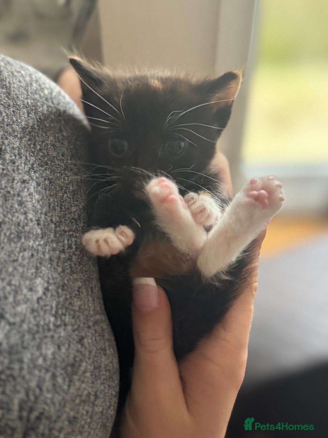 Mixed Breed cats for sale: Main coon mix kittens - Image 4