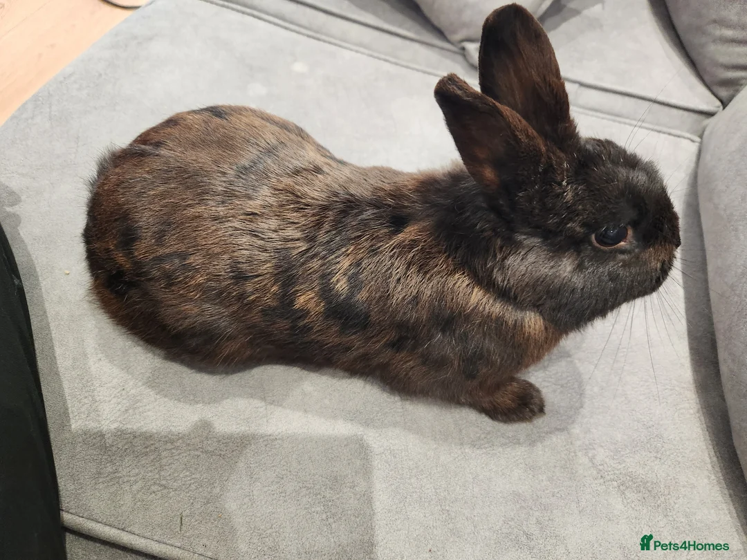 Netherland Dwarf rabbits for sale: Netherland dwarf  in Dewsbury - Advert 2