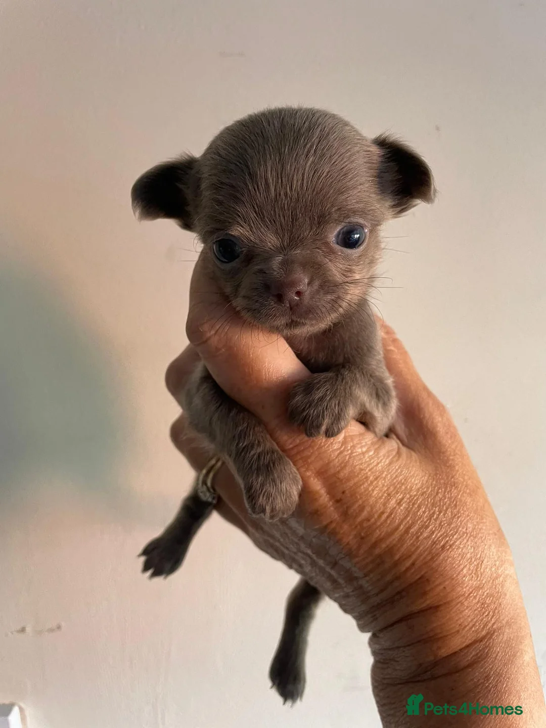 Chihuahua dogs for stud: kc lilac long haired chihuahua for Stud in South Shields - Advert 15