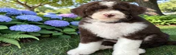 Bernedoodle dogs for sale: Mini Bernedoodles ready to go now - Advert 11