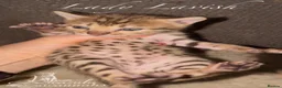 Savannah cats for sale: Exceptional Quality Tica Regist. Savannah kittns - Advert 22