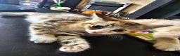 Mixed Breed cats for sale: 4 adorable female kittens for sale  - Advert 20