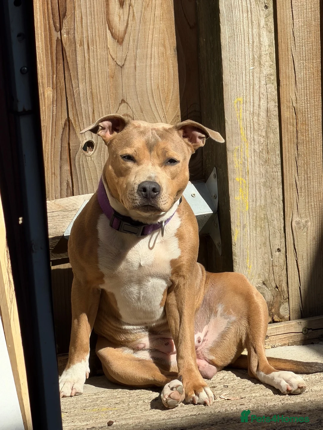 Staffordshire Bull Terrier dogs for sale: Stunning girl Staffie  - Advert 4